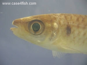 Foto Galerie/Characiformes/Characidae/Chalceus macrolepidotus/Chalceus macrolepidotus_08_S.jpg